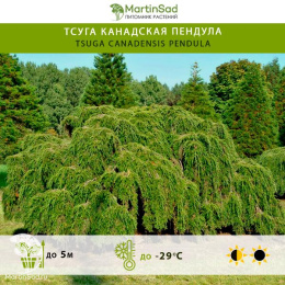 Тсуга канадская Пендула