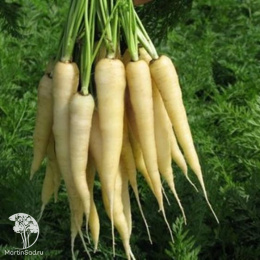 Морковь Вайт Сатин F1