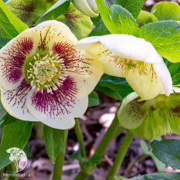 Морозник Анемона Вайт Споттид