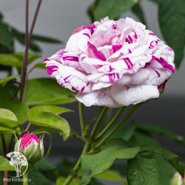 Роза Вариегата ди Болонья