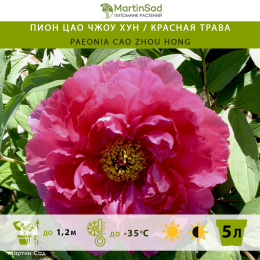Пион Цао Чжоу Хун / Красная Трава