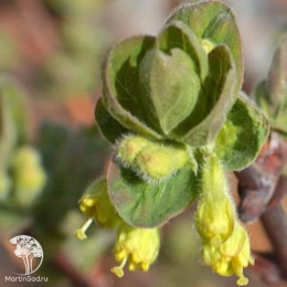 Жимолость камчатская Атут