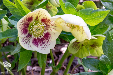 Фото Морозник Анемона Вайт Споттид