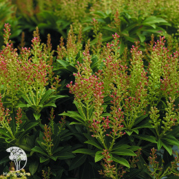 Пиерис японский Дебютант
