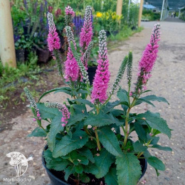 Вероника Анниверсари Нью Роуз