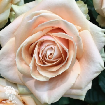 Фото Роза Мон Перл