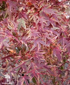 Фото  Клён веерный (пальмолистный) Бени-сичи-хендж