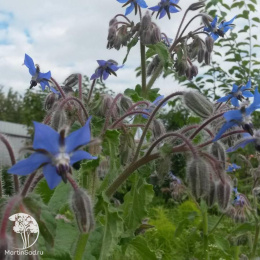 Бораго Огуречная трава Медонос автор. Н18