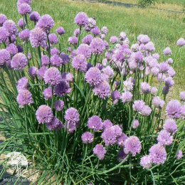  Шнитт-лук (скорода)