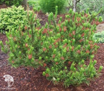 Фото Сосна скрученная Спэниш Дварф