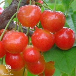 Черешня Юлия