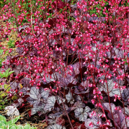 Гейхера Цыганская Скрипка (красно-белая)