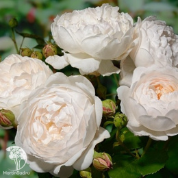 Роза Гламис Кастл