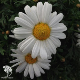 Нивяник Арктик Сноу