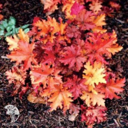 Гейхера Зиппер