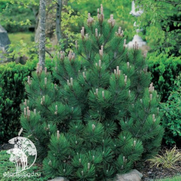 Сосна Гельдрейха в контейнере