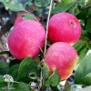 Яблоня домашняя Малиновка фото 2 