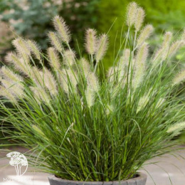 Пеннисетум лисохвостный Литл Хоней