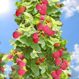 Малиновое дерево Крепыш