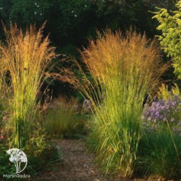 Молиния голубая Пол Петерсон