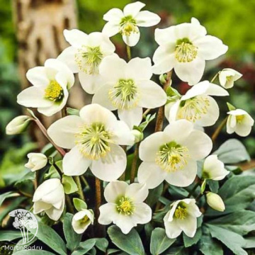 Фото Морозник черный Адвент Стар
