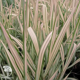 Фалярис тростниковый Стробери энд Крим