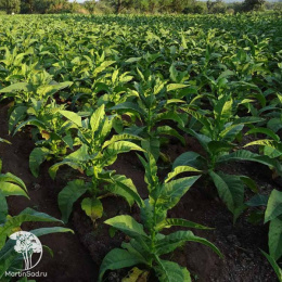 Табак Блэк Джек