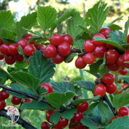 Вишня войлочная Натали