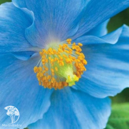 Меконопсис буквицелистный (Гималайский голубой мак)