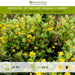 Барбарис оттавский Индиан Саммер
