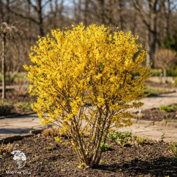 Фото Форзиция Промежуточная