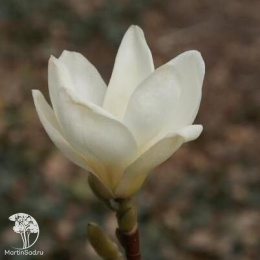 Магнолия голая Дабл Даймонд