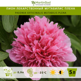 Пион лекарственный Мутабилис плена