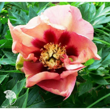 Фото Пион Олд Роуз Денди