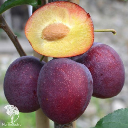 Слива гибрид Светлячок + Шарафуга (слива х персик х абрикос)