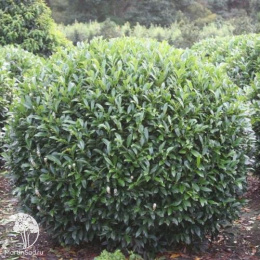 Лавровишня Отто Лукен