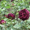 Роза чайно-гибридная Олд Ромео фото 2 