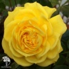 Роза флорибунда Фрезия фото 2 