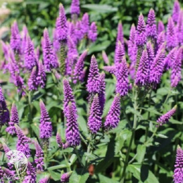 Вероника длиннолистная Фёст Мач