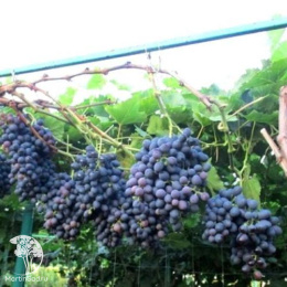 Виноград плодовый Аттика