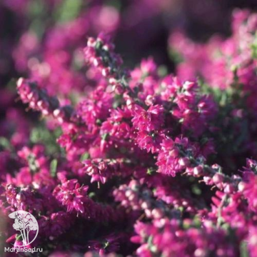 Фото Вереск обыкновенный Рэд Пимпернел