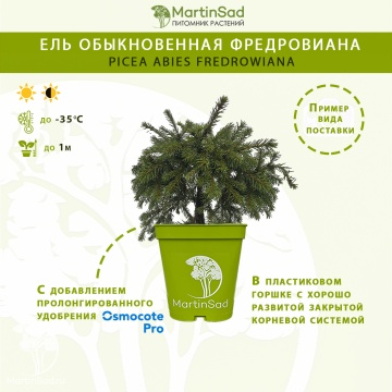 Фото Ель обыкновенная Фредровиана