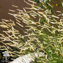 Бутелуа изящная