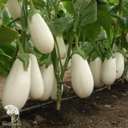 Баклажан Бибо F1 ( 2-ой пак.) (белый)