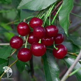 Вишня гибрид Молодёжная + Метеор+ Тургеневка