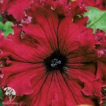 Петуния Кринолин красный F1 Фриллитуния (серия Элитная клумба) бахромчатая