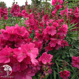 Сидальцея орегонская Бриллиант