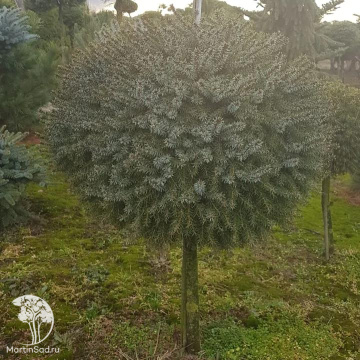 Фото Ель колючая Блю Болл на штамбе