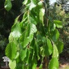 Бук лесной зелёный Пендула на штамбе фото 1 