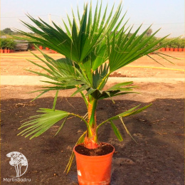 Вашингтония нитеносная Майами 